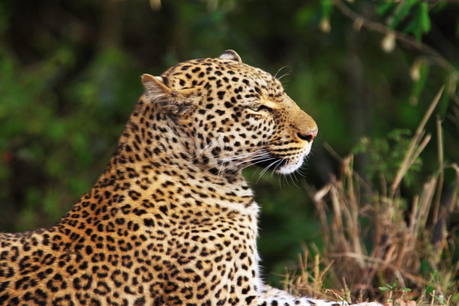 Bestway is Great for Tours and Safaris